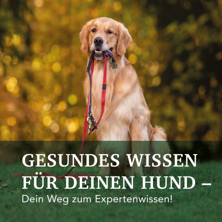 Gesundes Wissen für deinen Hund